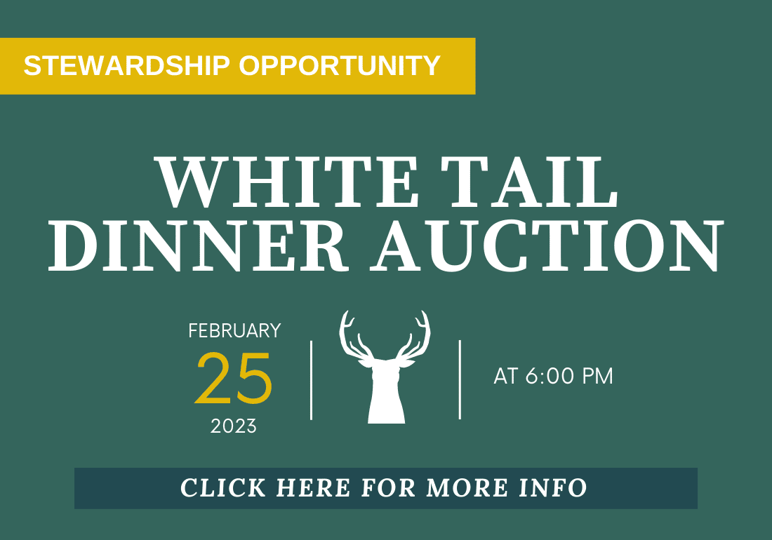 White Tail Auction (1)